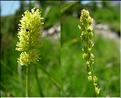 tofieldia_calyculata