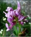 trifolium_alpinum