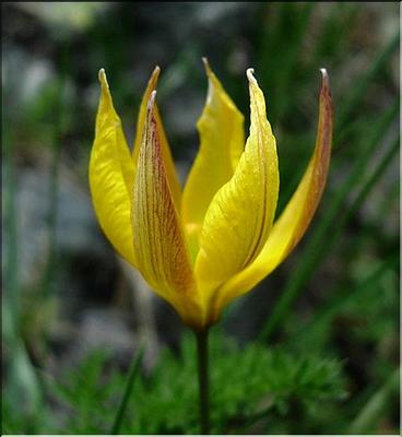 tulipa_sylvestris_australis
