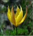 tulipa_sylvestris_australis