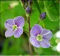 veronica_serpilifolia_humifusa