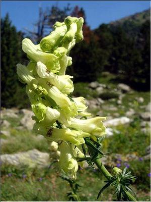 aconitum_lycoctonum_neapol3