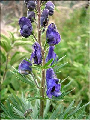 aconitum_napellus3662