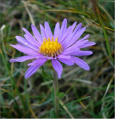 aster_alpinus3641
