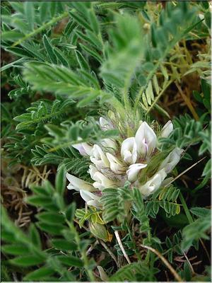 astragalus_sempervirens_catalaunicus3626