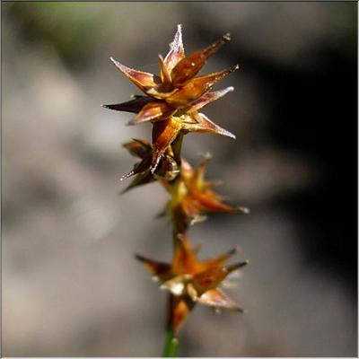 carex_echinata3564