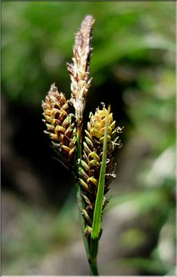 carex_nigra3566
