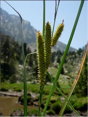 carex_panicea3572
