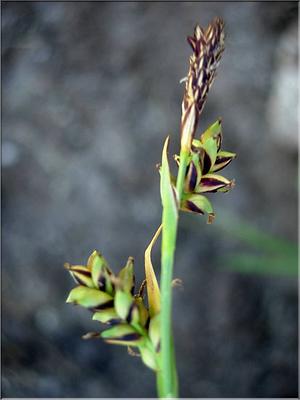 carex_rostrata3569