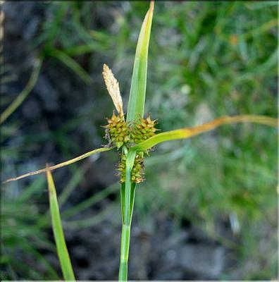 carex_viridula_oedocarpa357