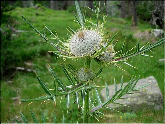 cirsium_eriophorum3667