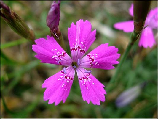 dianthus_deltoides3664