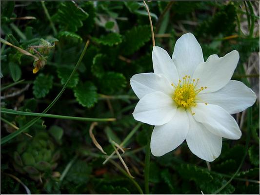 dryas_octopetala3622