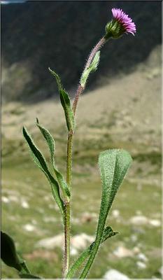 erigeron_alpinus3640