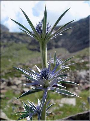 eryngium_bourgatii3631