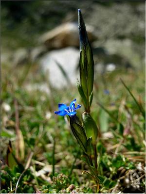 gentiana_nivalis3604