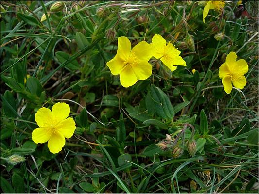 helianthemum_nummularium365