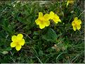 helianthemum_nummularium365
