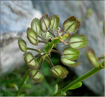 iberis_sempervirens3627