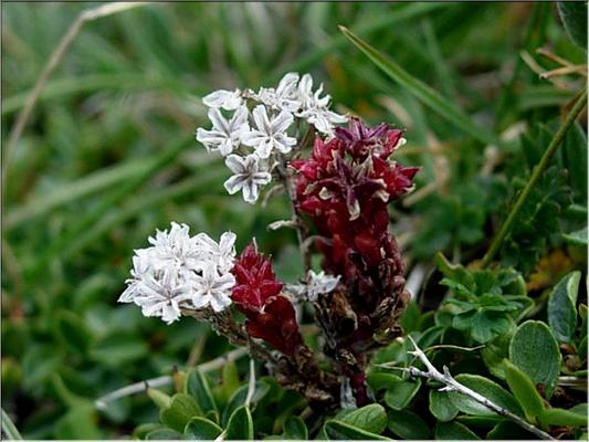 mucizonia_sedoides3643