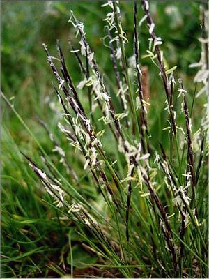 nardus_stricta3653