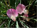 ononis_cristata3616