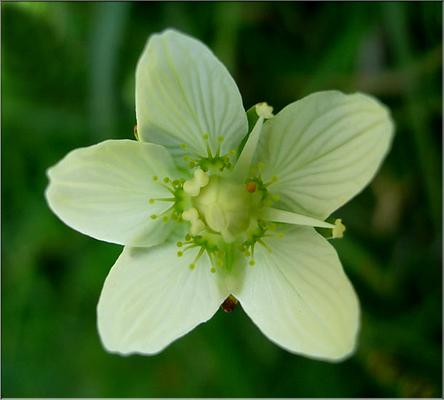 parnassia_palustris3587