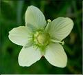 parnassia_palustris3587