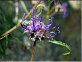 phyteuma_charmelii2_3549