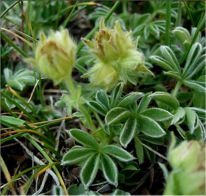 potentilla_nivalis3608
