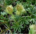 potentilla_nivalis3608