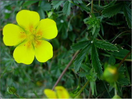 potentilla_pyrenaica3583