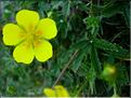 potentilla_pyrenaica3583