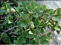 salix_herbacea3602