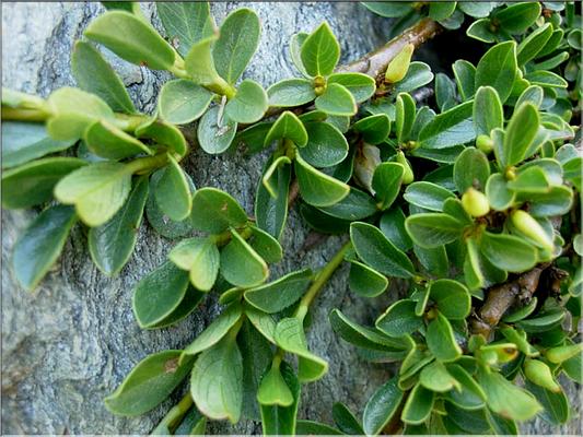 salix_retusa3619