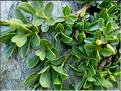 salix_retusa3619