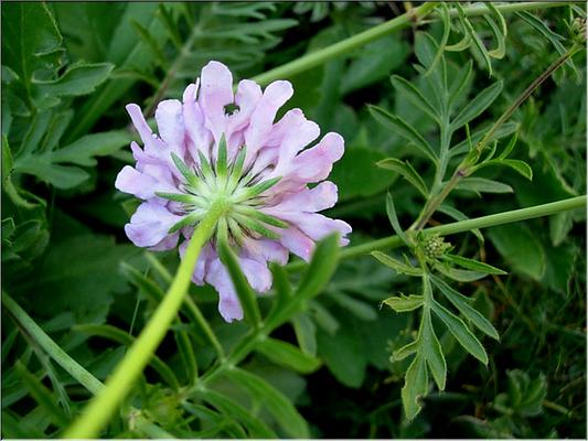 scabiosa_columbaria3601
