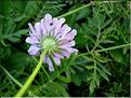 scabiosa_columbaria3601