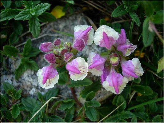 scutellaria_alpina3629
