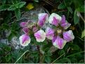 scutellaria_alpina3629