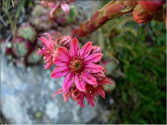 sempervivum_arachnoideum357