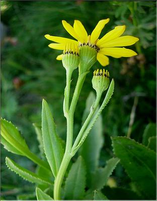 senecio_pyrenaicus3591