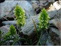 sideritis_hyssopifolia3632