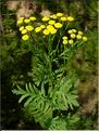 tanacetum_vulgare3671