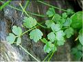 thalictrum_alpinum3613