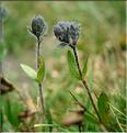 veronica_alpina3654