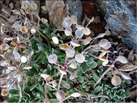 alyssum_cuneifolium