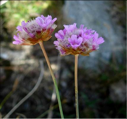 armeria_alpina