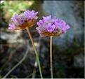 armeria_alpina