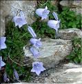 campanula_cochleariifolia